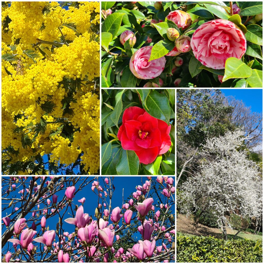 Frühlingsblumen Ferienwohnung direkt am See Lago Maggiore Ghiffa Appartement billig 4 Personen günstig